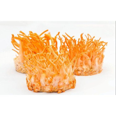 Combo 10 đế tươi đông trùng hạ thảo hữu cơ Bách An Khang cao cấp 180gram x 10 đế nuôi cấy Đà Lạt tốt cho sức khỏe