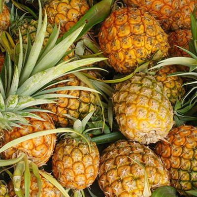 Tinh dầu Dứa (thơm, khớm) 50ml Mộc Mây - tinh dầu thiên nhiên nguyên chất 100% - chất lượng và mùi hương vượt trội - Có kiểm định - Mùi nhiệt đới, mát, ngọt ngào, sản khoái...mùi của tuổi trẻ và sự thư giản