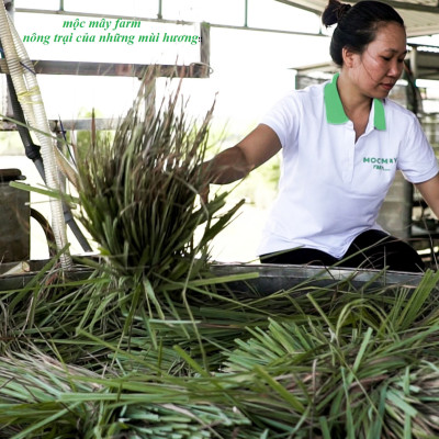 Tinh dầu Sả Java 50ml Mộc Mây - tinh dầu thiên nhiên nguyên chất 100% - chất lượng và mùi hương vượt trội