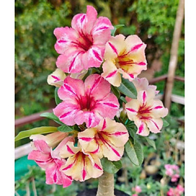 Hạt giống hoa sứ kép Thái Lan 2 màu hồng, vàng - Bịch 10 hạt – Mã số 1984