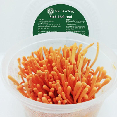 Combo 10 đế tươi đông trùng hạ thảo hữu cơ Bách An Khang cao cấp 180gram x 10 đế nuôi cấy Đà Lạt tốt cho sức khỏe