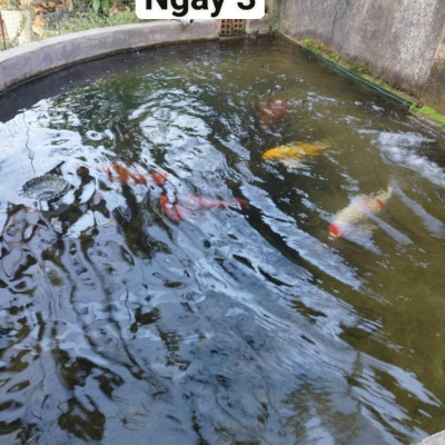 Đèn UV 40W AQUA SUV+ Diệt Khuẩn, Rêu Tảo Hồ Cá Koi , Xử Lý Nước Thải, Nước Sinh Hoạt Trong 7 Ngày