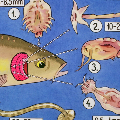 Đèn UV 40W AQUA SUV+ Diệt Khuẩn, Rêu Tảo Hồ Cá Koi , Xử Lý Nước Thải, Nước Sinh Hoạt Trong 7 Ngày