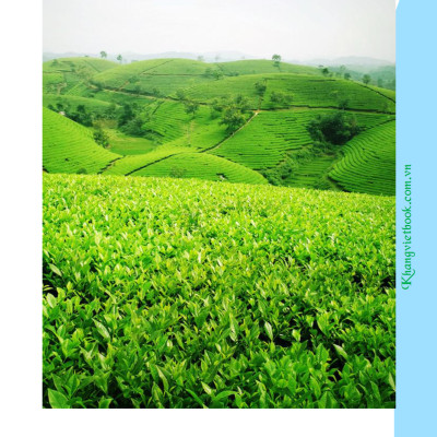 Bí Quyết Thành Công Kĩ Thuật Trồng Trà Xanh Hiệu Quả - KV