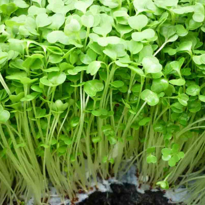 Gói 50g Hạt giống rau mầm cải ngọt VTS045