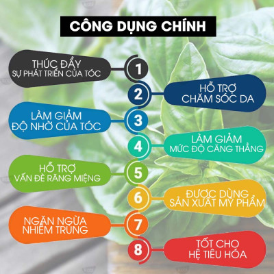 Tinh dầu Húng Quế Kobi Basil essential oil giúp dưỡng tóc, kích thích tiêu hóa - 5ml
