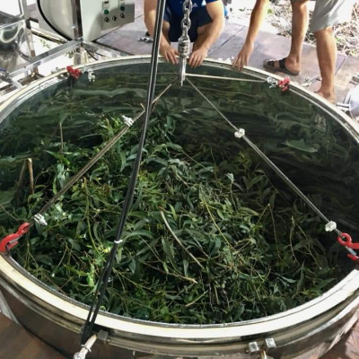 Tinh dầu Tràm Organic hữu cơ 50ml Mộc Mây - tinh dầu thiên nhiên nguyên chất 100% - dùng xông tắm ngừa cảm lạnh, giảm côn trùng cắn đốt cho Bé, Trẻ sơ sinh và Trẻ nhỏ | An toàn cho làn da nhạy cảm của Bé