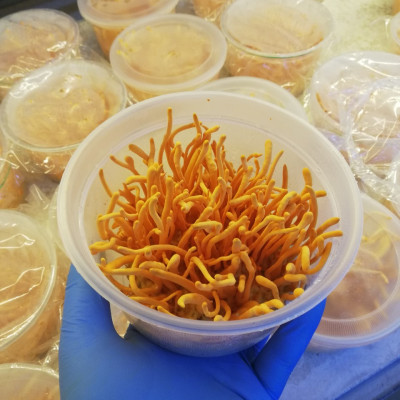 Nấm nhộng trùng thảo khô 15g PDFOODS_Cordyceps militaris