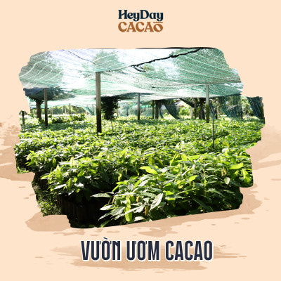 Bột cacao nguyên chất 100% Việt Nam - Dòng Balanced phổ thông túi 200g -  Chuyên dùng làm bánh, pha chế cho quán cà phê - Heyday Cacao