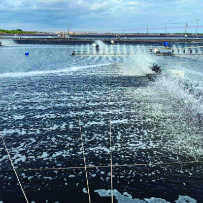 KHOÁNG SỮA BỔ SUNG HÀM LƯỢNG CAO CANXI VÀ MAGIE GIÚP TÔM BÓNG VỎ, CHẮC THỊT QUICKSHELL