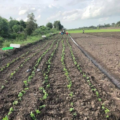 Tinh dầu Bạc hà hữu cơ Mộc Mây chai 500ml và 1Lít - tinh dầu nguyên chất từ thiên nhiên - chất lượng và mùi hương vượt trội