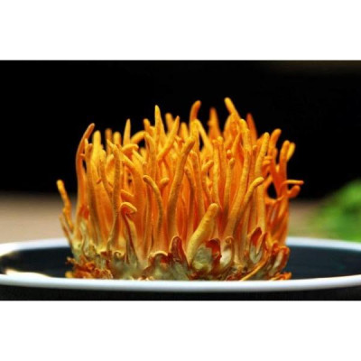 Combo 10 đế tươi đông trùng hạ thảo hữu cơ Bách An Khang cao cấp 180gram x 10 đế nuôi cấy Đà Lạt tốt cho sức khỏe