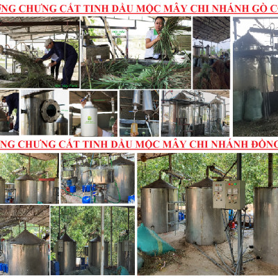 Tinh dầu Gừng 50ml nguyên chất từ thiên nhiên - Mộc Mây