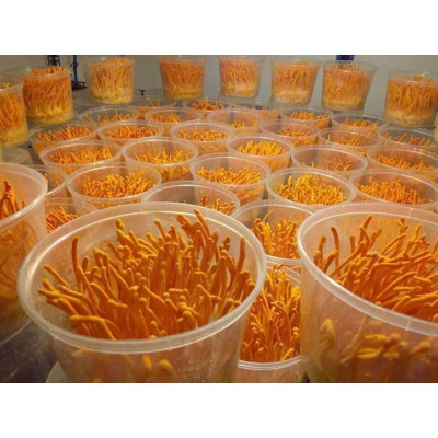 Combo 10 đế tươi đông trùng hạ thảo hữu cơ Bách An Khang cao cấp 180gram x 10 đế nuôi cấy Đà Lạt tốt cho sức khỏe