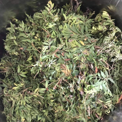 Tinh dầu Tràm Organic hữu cơ 50ml Mộc Mây - tinh dầu thiên nhiên nguyên chất 100% - dùng xông tắm ngừa cảm lạnh, giảm côn trùng cắn đốt cho Bé, Trẻ sơ sinh và Trẻ nhỏ | An toàn cho làn da nhạy cảm của Bé