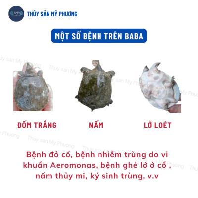 Men tiêu hóa nông to đường ruột men sống ngừa kích thích tăng đề kháng lớn nhanh tăng trọng tôm thẻ cá lươn ếch ốc ba ba