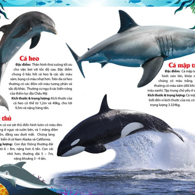 Khám Phá Động Vật 5 Châu - Châu Mỹ