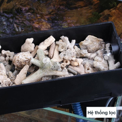 5KG San Hô Vụn vật liệu lọc hồ cá, trang trí bể cá, hồ thủy sinh cao cấp 