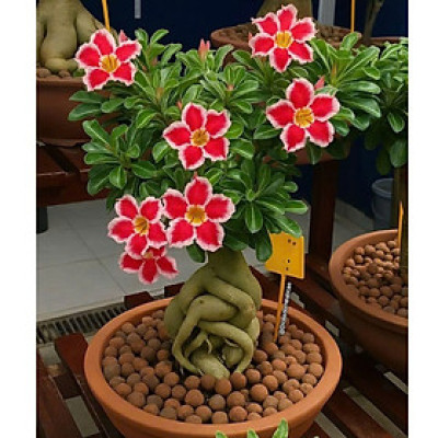 Hạt giống hoa sứ kép Thái Lan - Bịch 10 hạt – Mã số 1965