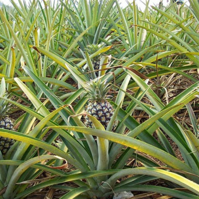 Tinh dầu Dứa (thơm, khớm) 50ml Mộc Mây - tinh dầu thiên nhiên nguyên chất 100% - chất lượng và mùi hương vượt trội - Có kiểm định - Mùi nhiệt đới, mát, ngọt ngào, sản khoái...mùi của tuổi trẻ và sự thư giản