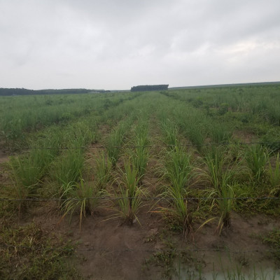 Tinh dầu Sả Java 50ml Mộc Mây - tinh dầu thiên nhiên nguyên chất 100% - chất lượng và mùi hương vượt trội