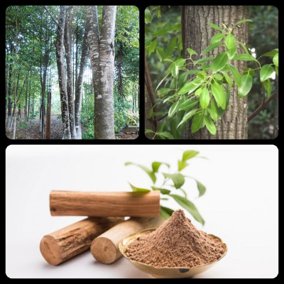 Tinh dầu Gỗ Đàn Hương 50ml Mộc Mây - tinh dầu thiên nhiên nguyên chất 100% - chất lượng và mùi hương vượt trội - Có kiểm định - Hương ngọt ngào, trầm, dai dẳng, quyến rũ nồng ấm từ loài gỗ quý hiếm nhất thế giới…