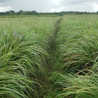 Tinh dầu Sả Java nguyên chất tự nhiên, xông phòng, khử mùi, thơm phòng, đuổi muỗi, thư giản - KingOil