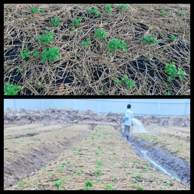 Tinh dầu Bạc hà hữu cơ Mộc Mây chai 500ml và 1Lít - tinh dầu nguyên chất từ thiên nhiên - chất lượng và mùi hương vượt trội