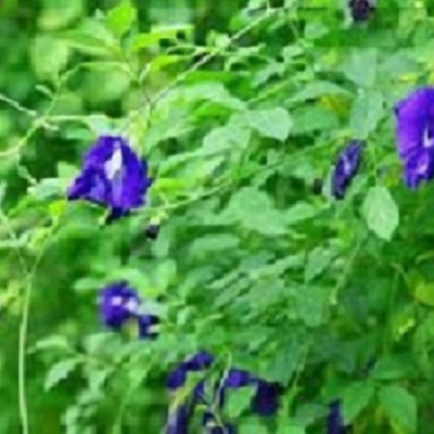 HOA ĐẬU BIẾC KHÔ NGUYÊN CHẤT MẸ KEN (50g)-Loại hoa biếc kép