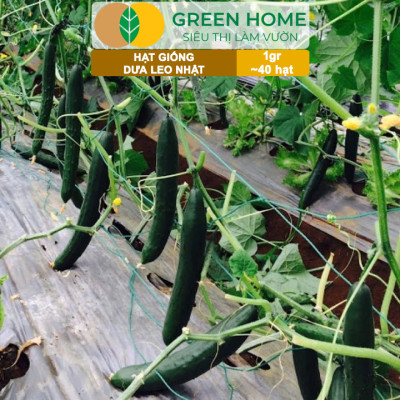 Hạt Giống Dưa Leo Nhật Lai F1 Greenhome, Gói 1gr 40 hạt, Dễ Trồng Quanh Năm, Nảy Mầm Cao, T24